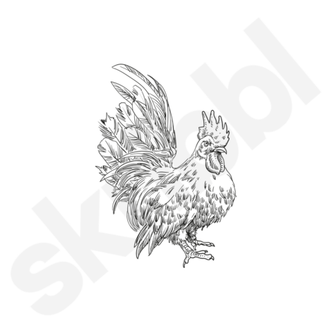 'Bantam Chicken' Illustration | Chickens