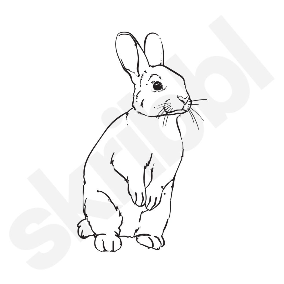 'Standing Rabbit' Illustration Rabbits